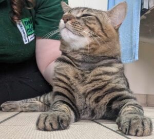 Pet Image